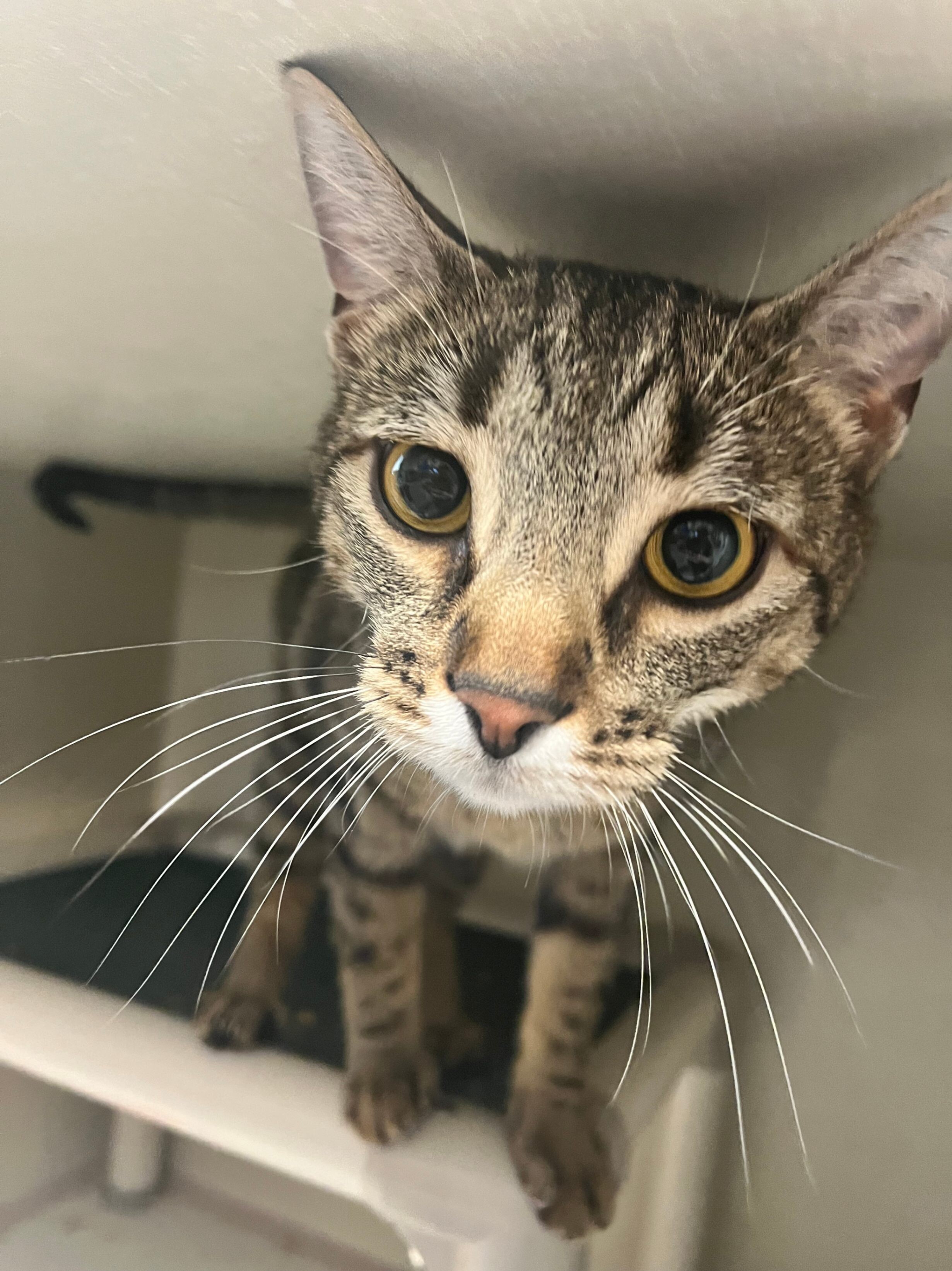 Ricky Ricardo, an adoptable Domestic Short Hair in Fort Collins, CO, 80524 | Photo Image 5