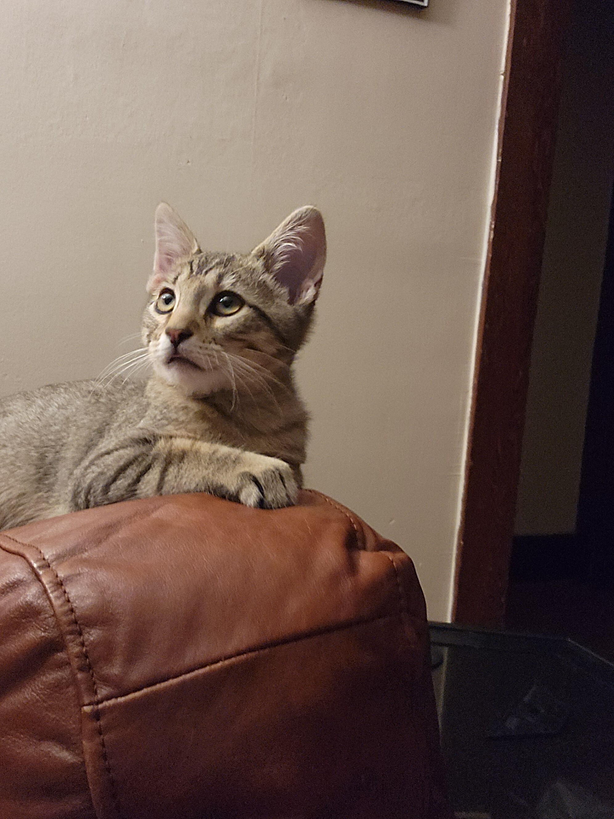 Sokka