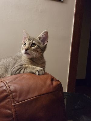 Sokka, Young Male unknown
