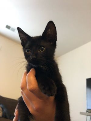 JWoww, Young Female unknown