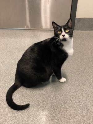 Captain Crunch, Adult Male unknown