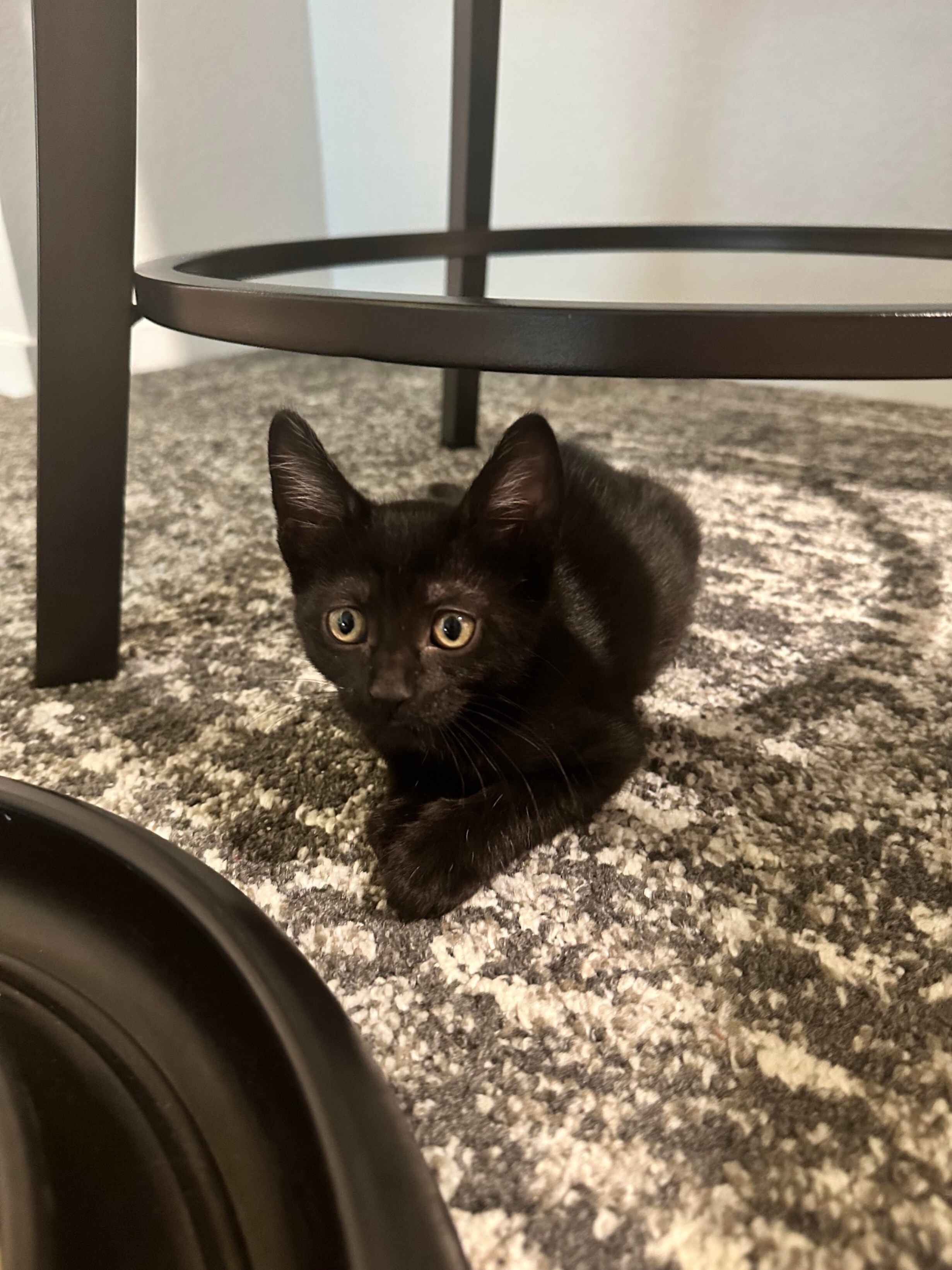 Miss Angus