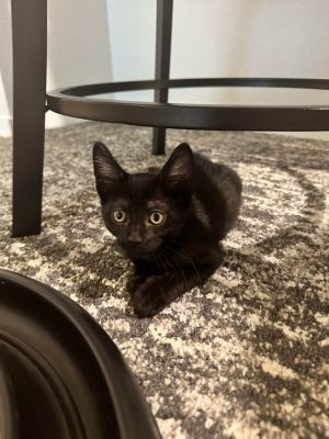 Miss Angus, Young Female unknown
