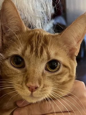 Tilda, Adult Female unknown