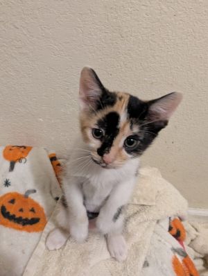 Sweet Pea, Young Female unknown