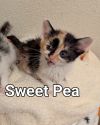 Sweet Pea photo 2