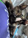 Isabelle photo 2