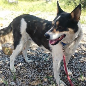 Penny, Adult Female Border Collie