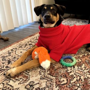 Woody Mixed Breed Dog