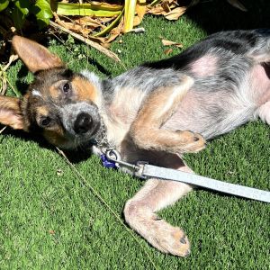 Maya Cattle Dog Dog