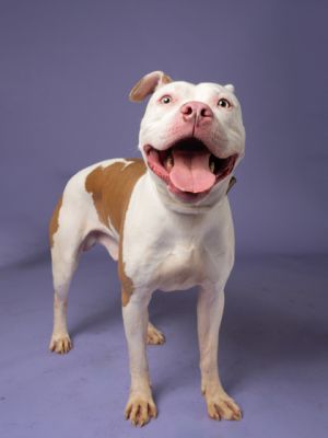 Cebu, Adult Male Pit Bull Terrier