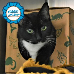 Zori, Senior Female Domestic Short Hair