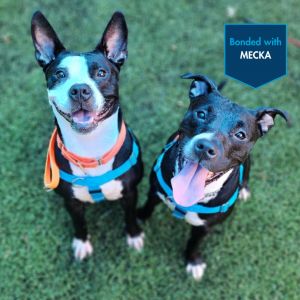 Miss Margaret [black], Adult Female Pit Bull Terrier