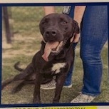Zena