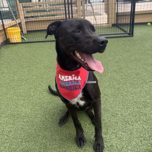 Zena, Adult Female Black Labrador Retriever