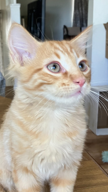 Rex, an adoptable Domestic Medium Hair in Boone, CO, 81025 | Photo Image 1