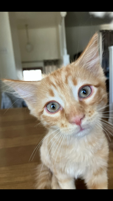 Rex, an adoptable Domestic Medium Hair in Boone, CO, 81025 | Photo Image 2