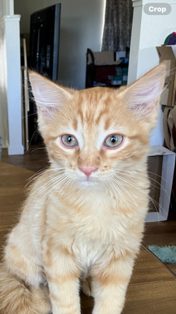 Rex, an adoptable Domestic Medium Hair in Boone, CO, 81025 | Photo Image 3