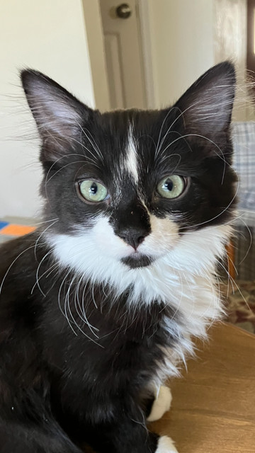 Bo