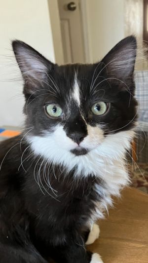 Bo, Baby Male Domestic Medium Hair