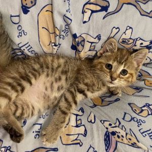 Sweetie, Baby Female Domestic Short Hair