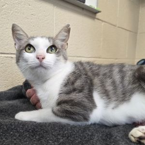 Kitty, Adult Female Domestic Short Hair