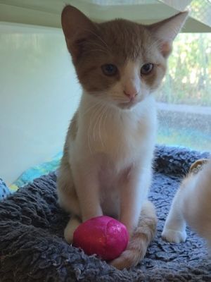 Shrimp &amp; Grits, Baby Female Domestic Short Hair