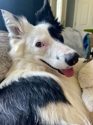 Lola, Adult Female Border Collie