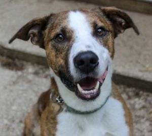 Photo of Bosley