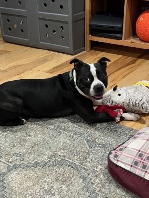 Roscoe, Adult Male unknown