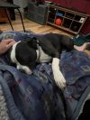 Roscoe photo 2