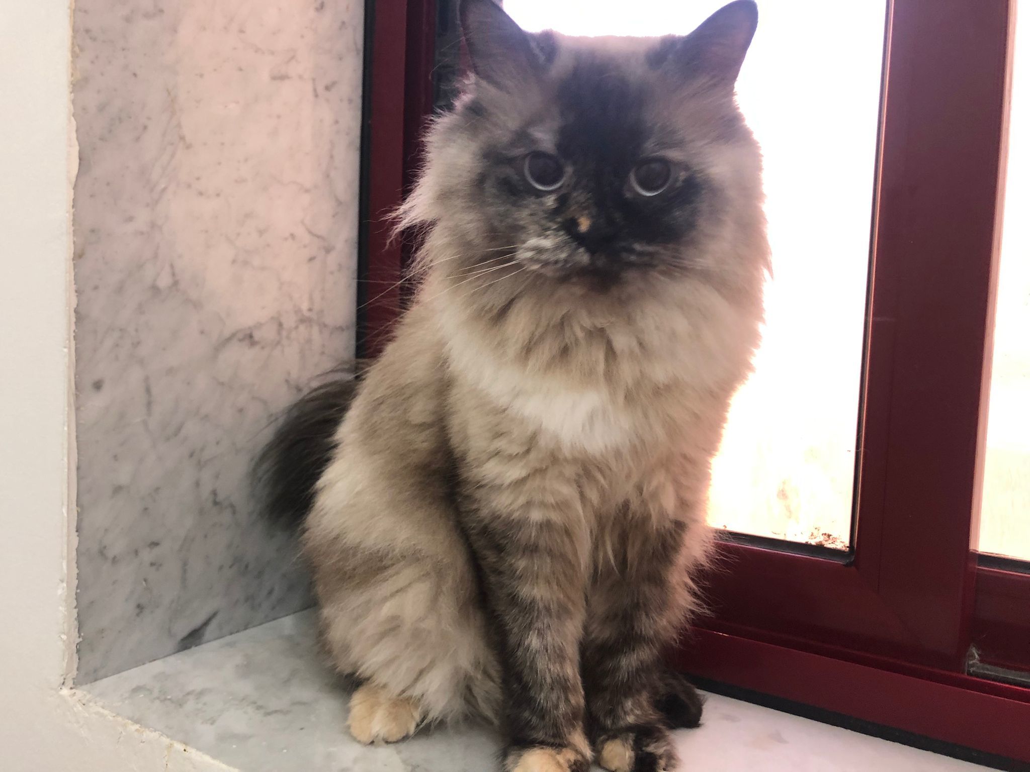 Honey, an adoptable Himalayan in Snow Hill, MD, 21863 | Photo Image 1