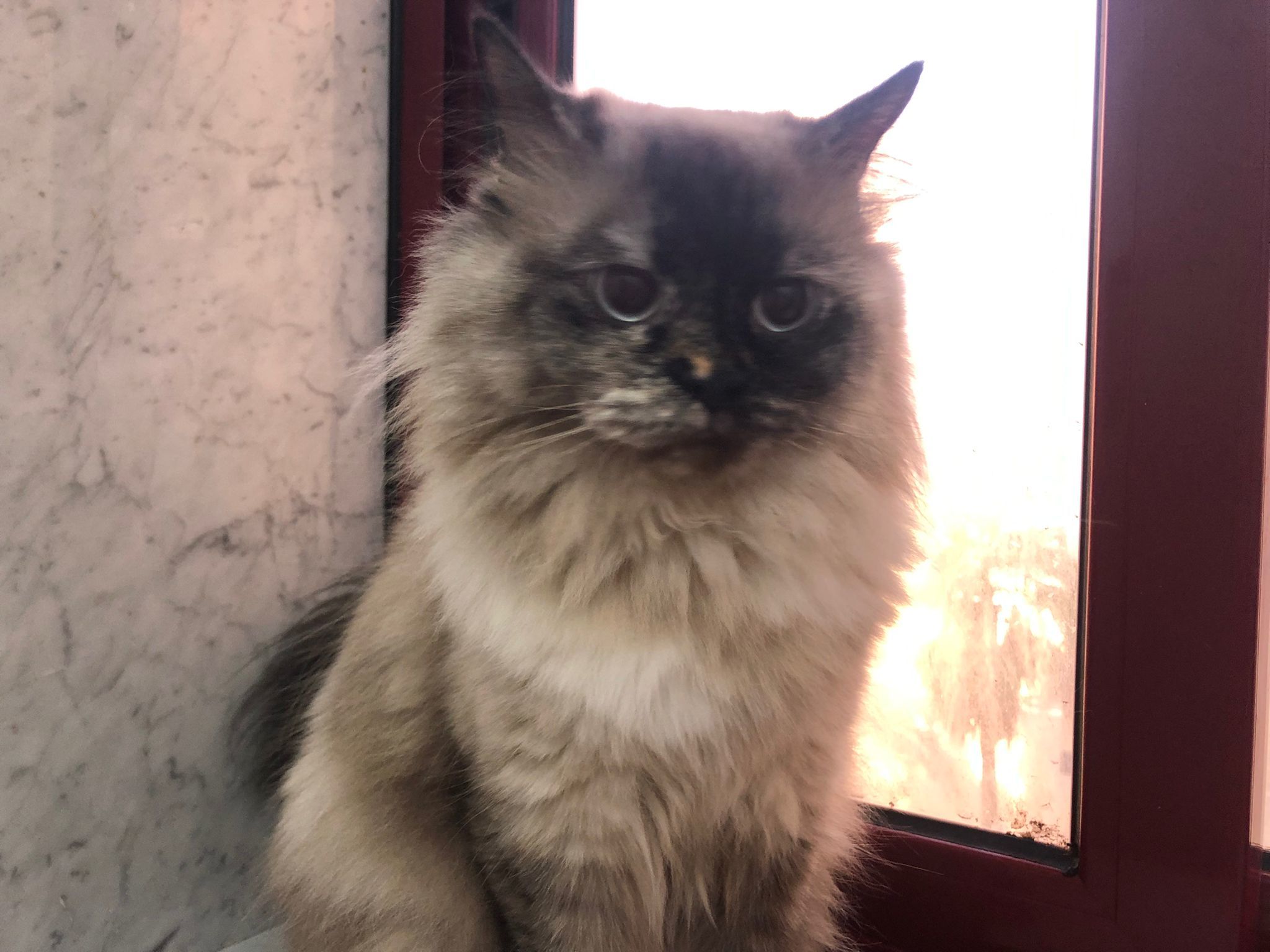 Honey, an adoptable Himalayan in Snow Hill, MD, 21863 | Photo Image 2
