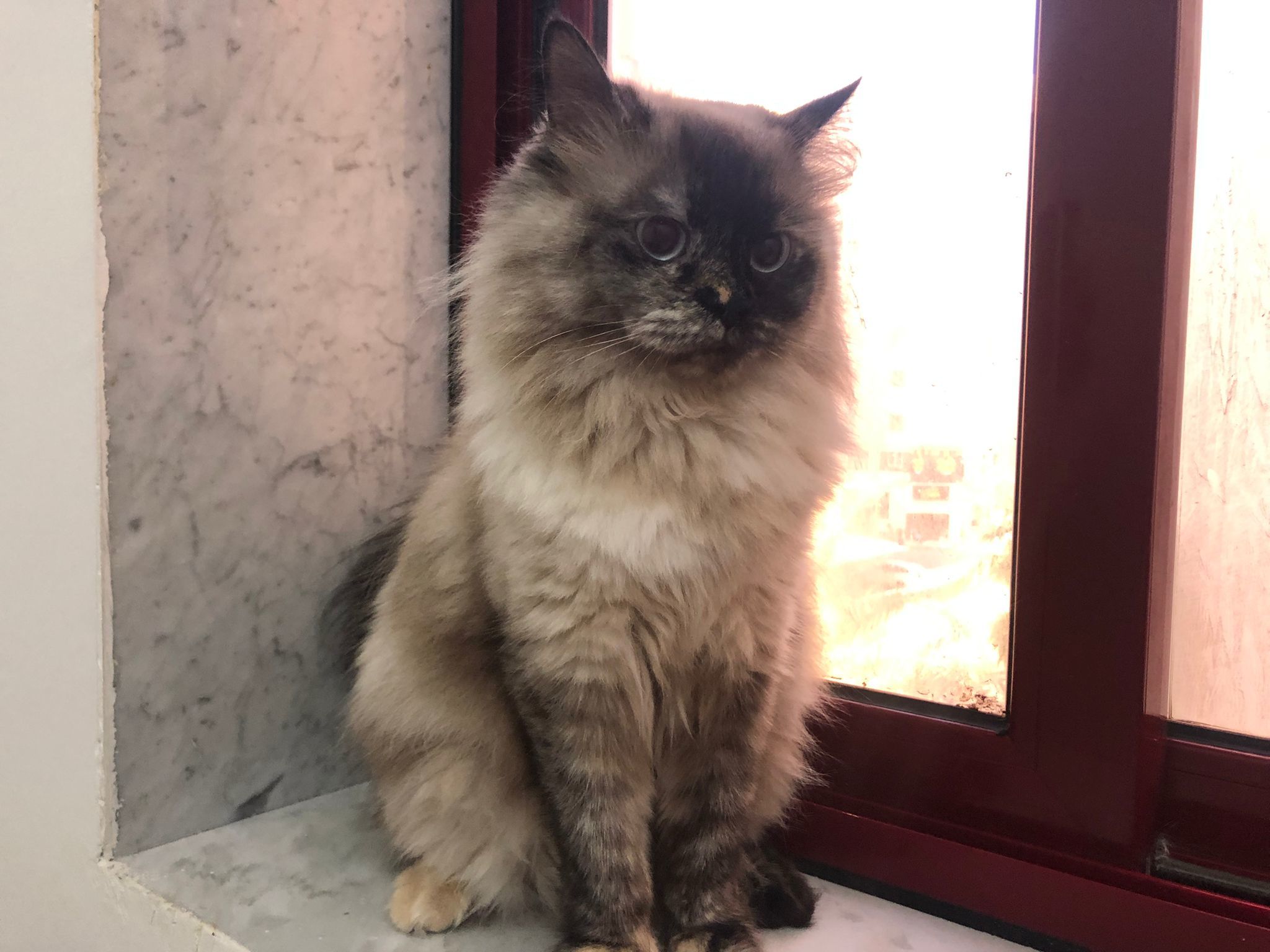 Honey, an adoptable Himalayan in Snow Hill, MD, 21863 | Photo Image 3