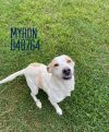 Myron