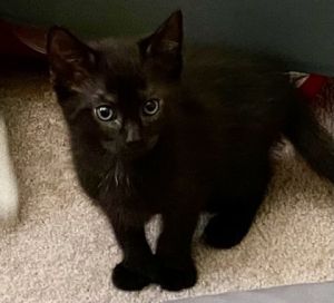 Cuba Libre, Baby Male Domestic Short Hair