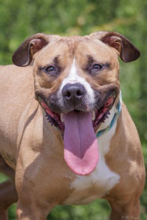 Diamond, Adult Female Pit Bull Terrier
