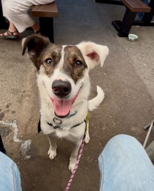 Joanie, Adult Female Border Collie
