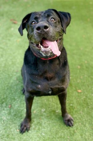 Hunter, Senior Male Mixed Breed