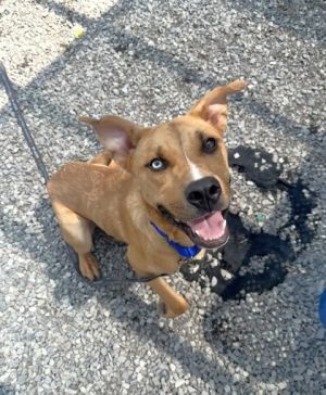 Zoomie, Adult Male Mixed Breed
