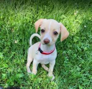 Romy, Young Female Schnauzer