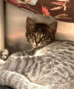 Ziggy, Baby Male Domestic Short Hair