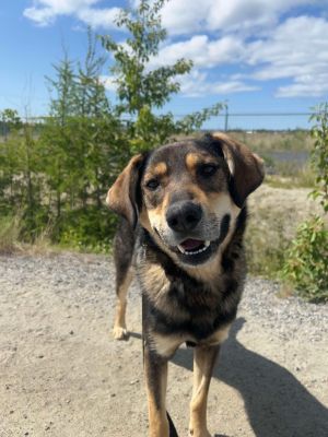 Gatsby, Adult Male Hound