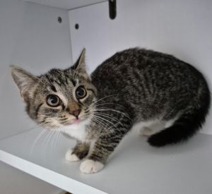 Houdini, Young Male Domestic Short Hair