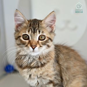 Holly (and Ollie) Domestic Short Hair Cat