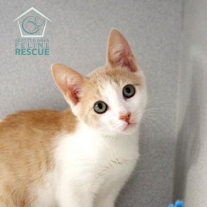 Cottontail (and Flopsy) Domestic Short Hair Cat