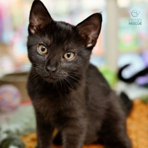 Kittens under 6 months old are adopted in pairs It is important for them to go to a home with