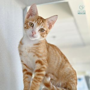Kittens under 6 months old are adopted in pairs It is important for them to go to a home with