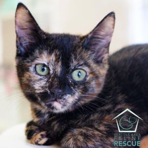 Kittens under 6 months old are adopted in pairs It is important for them to go to a home with