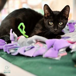 Kittens under 6 months old are adopted in pairs It is important for them to go to a home with